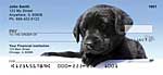 Black Lab Puppies Personal Checks