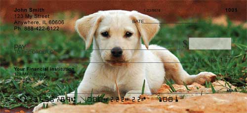 Yellow Lab Puppies